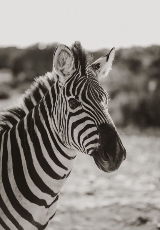 Zebra Cookies Finds: Where Have You Been All My Life?