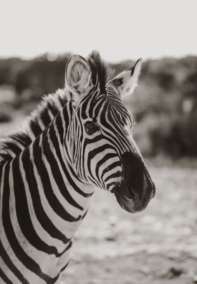 Zebra Cookies Finds: Where Have You Been All My Life?